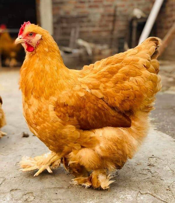 Fancy chicks 9