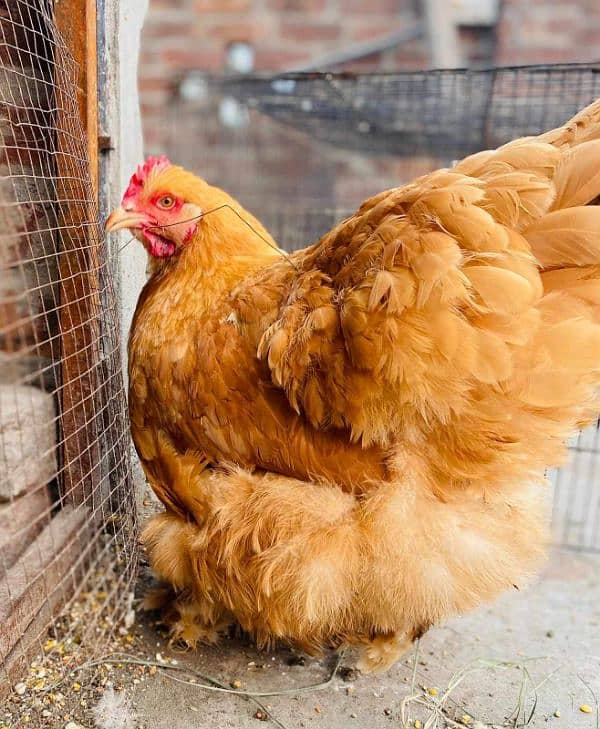 Fancy chicks 10