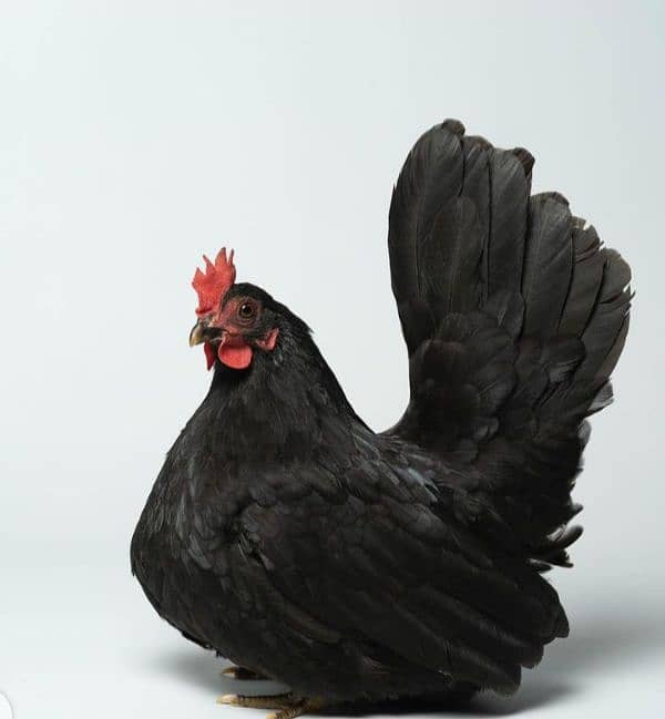Fancy chicks 11