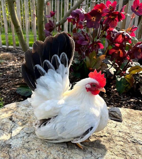 Fancy chicks 12