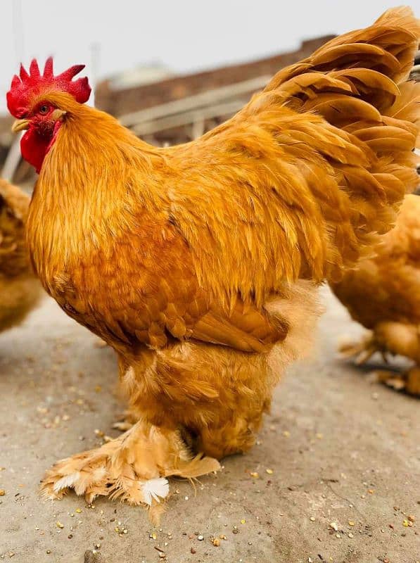 Fancy chicks 13