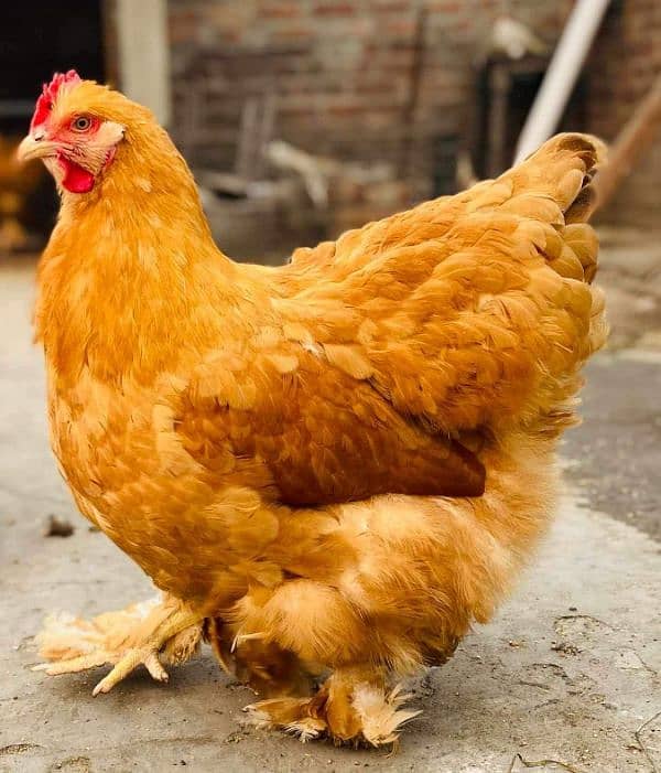 Fancy chicks 14
