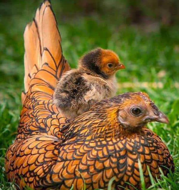 Fancy chicks 16