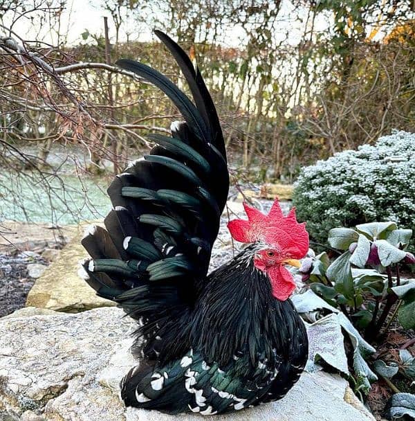 Fancy chicks 19