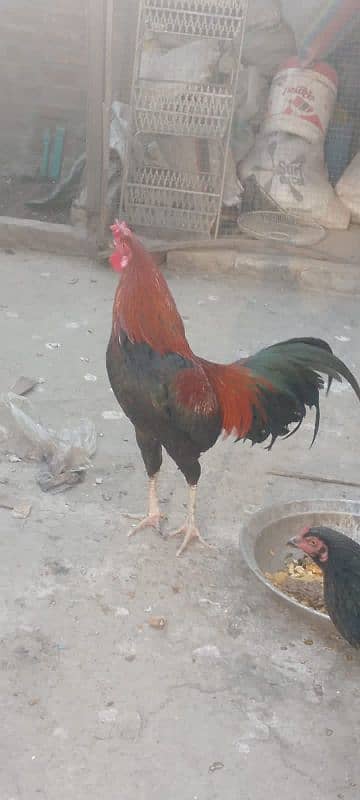 برمی اصیل جوڑہ 1