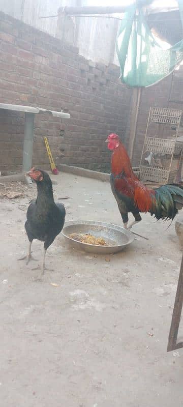 برمی اصیل جوڑہ 5