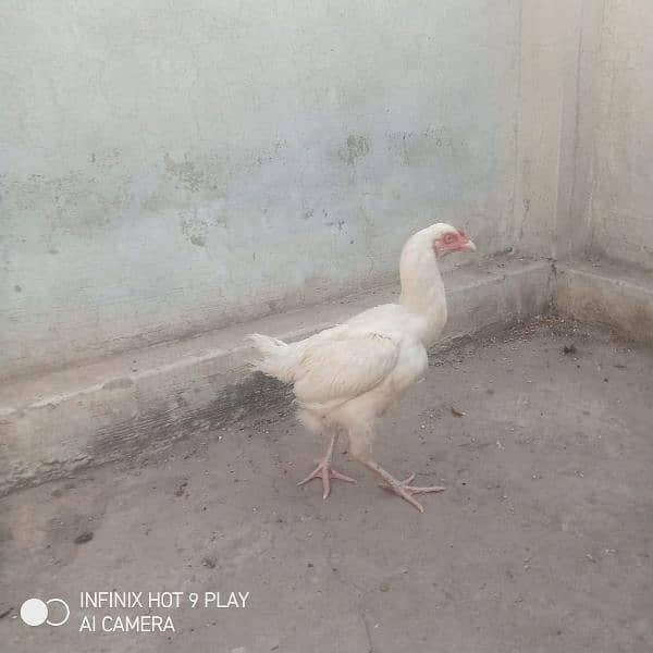 Pepar White Heera Morgi For Sale 1
