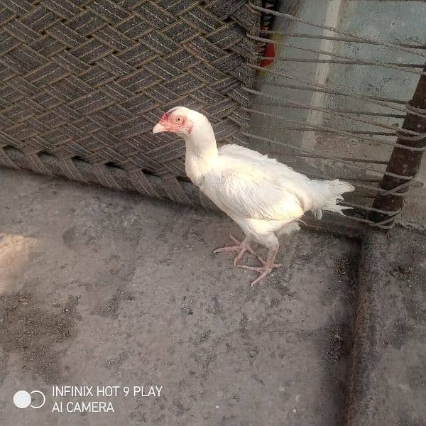 Pepar White Heera Morgi For Sale 2