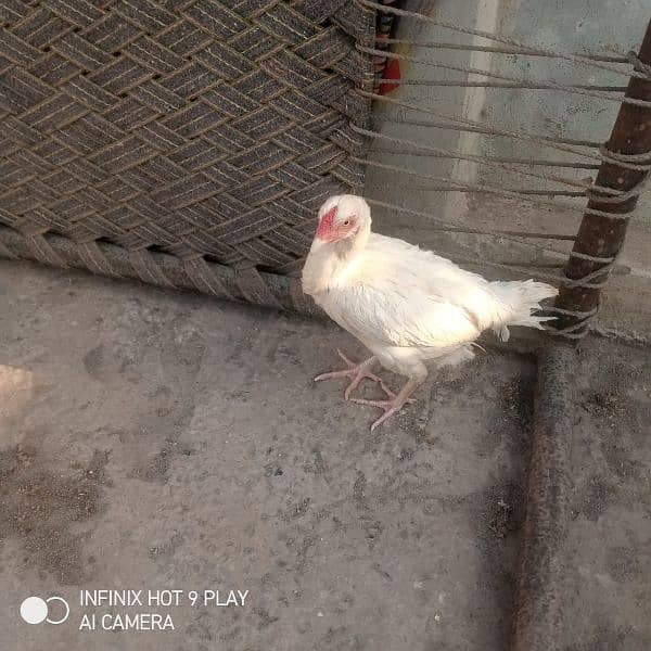 Pepar White Heera Morgi For Sale 3