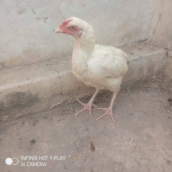 Pepar White Heera Morgi For Sale 4