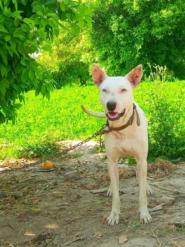 kulter dog for sale 0'3"05"4'2"13"8"4"5 0