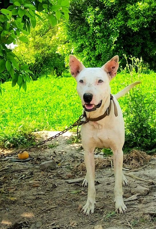 kulter dog for sale 0'3"05"4'2"13"8"4"5 1