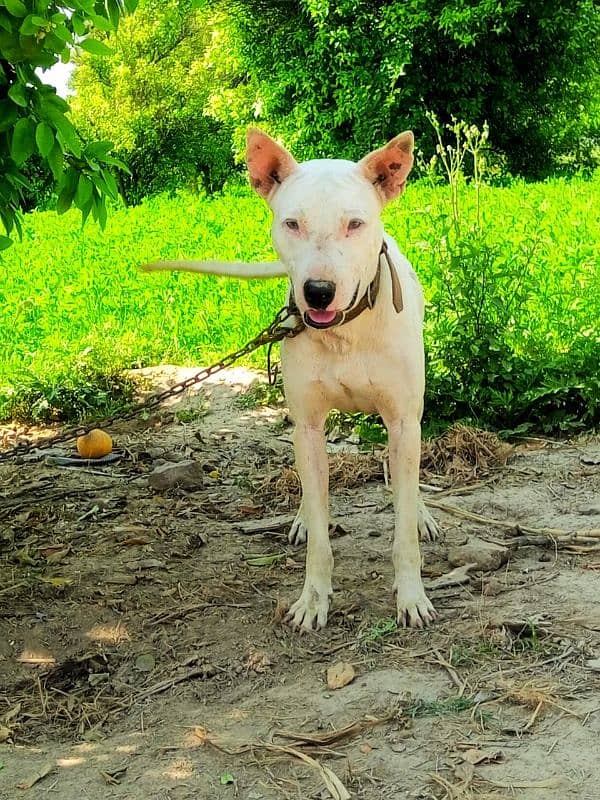 kulter dog for sale 0'3"05"4'2"13"8"4"5 2