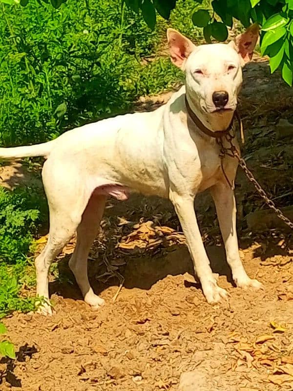 kulter dog for sale 0'3"05"4'2"13"8"4"5 3