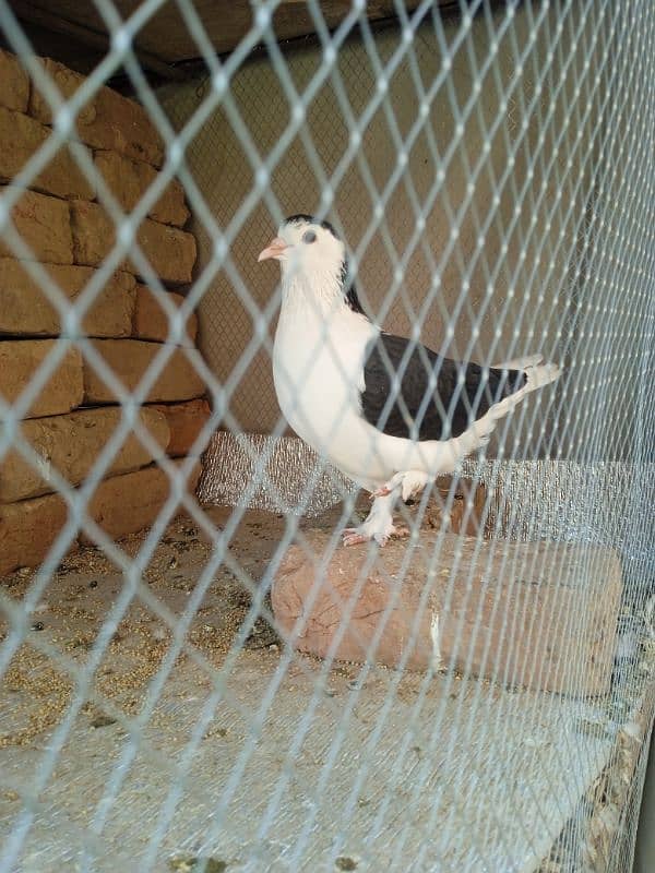 breeds fancy ok 2 pairs 1500 1 pair  number 03143132329 0