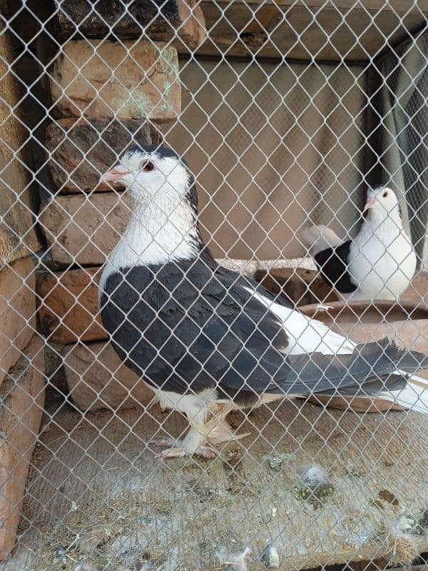 breeds fancy ok 2 pairs 1500 1 pair  number 03143132329 1