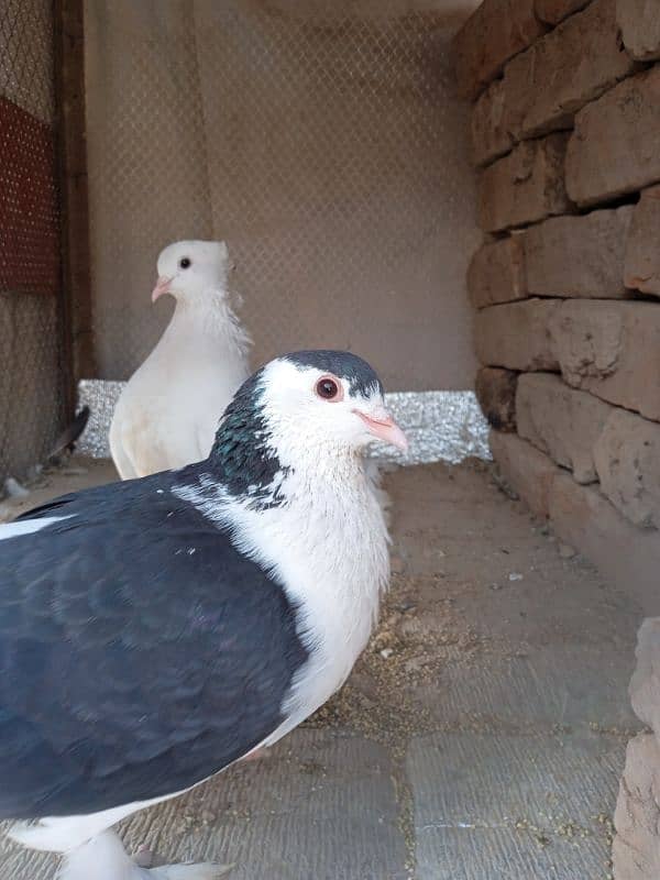 breeds fancy ok 2 pairs 1500 1 pair  number 03143132329 3