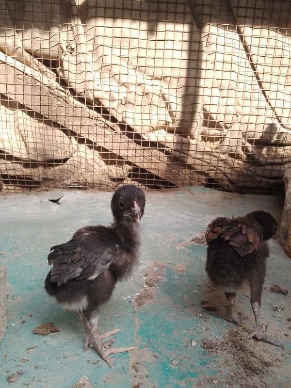 Thai chicks 1