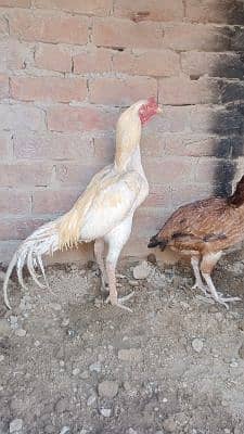 Raja