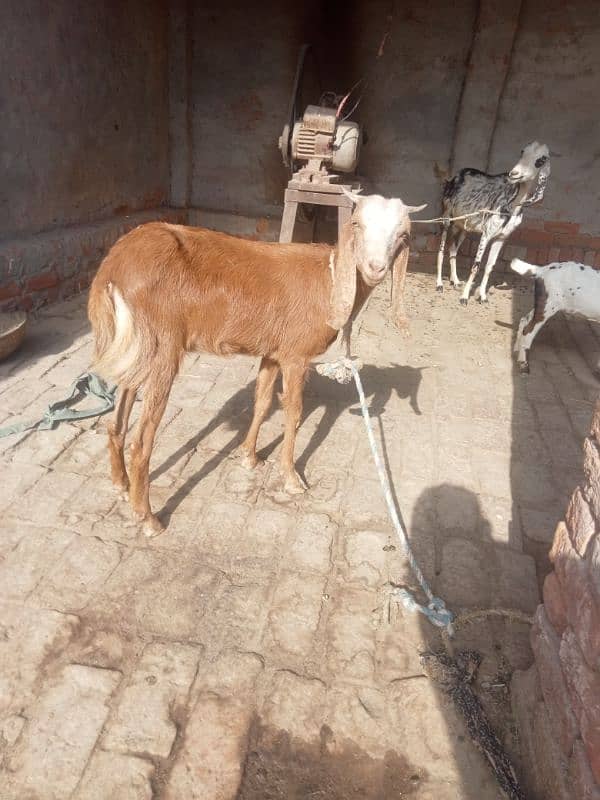 goats for sale 0