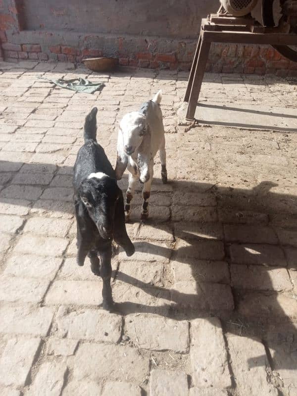 goats for sale 1