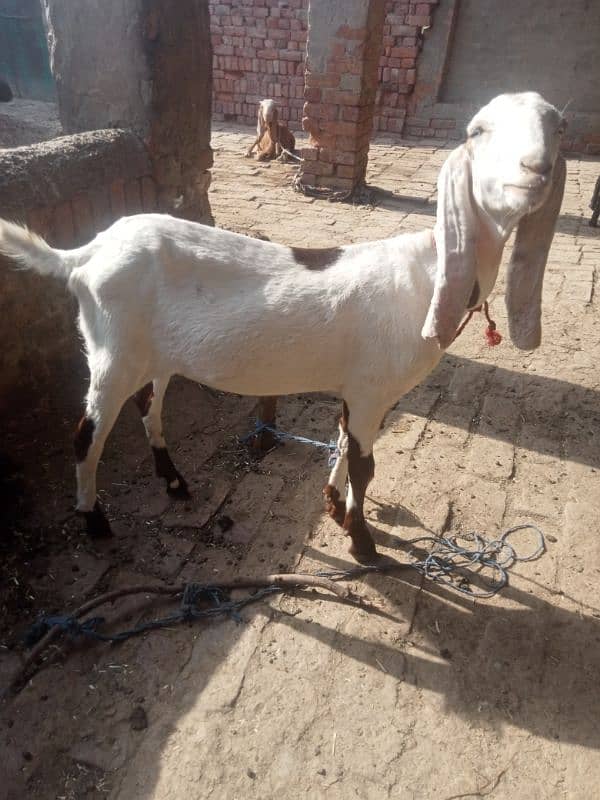 goats for sale 3