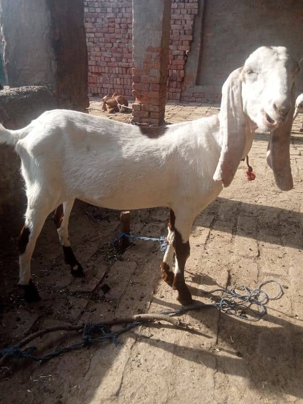 goats for sale 4