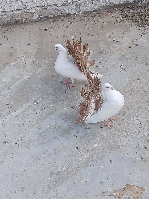 two breeder pair & 2 pathy pair for sale 1