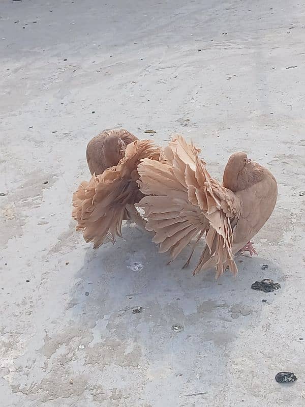 two breeder pair & 2 pathy pair for sale 2