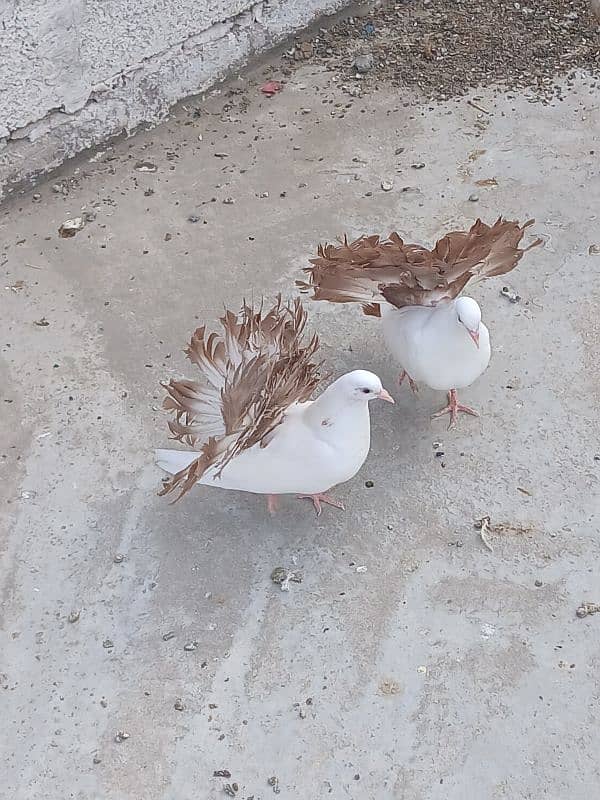 two breeder pair & 2 pathy pair for sale 5