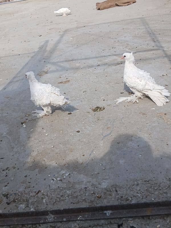 two breeder pair & 2 pathy pair for sale 6