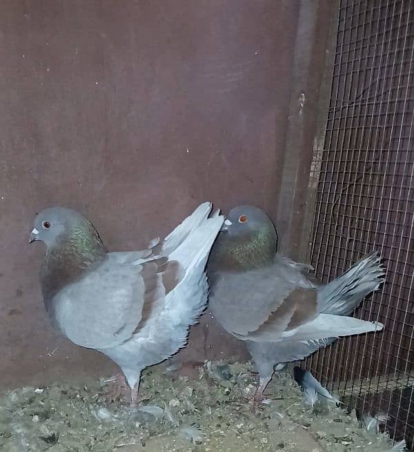 two breeder pair & 2 pathy pair for sale 7