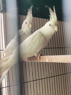 Eno