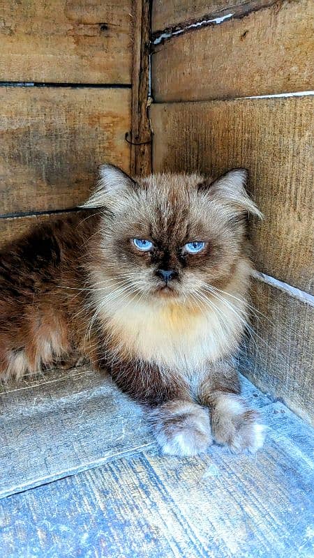 Persian Breed Triple coated For Sale 0