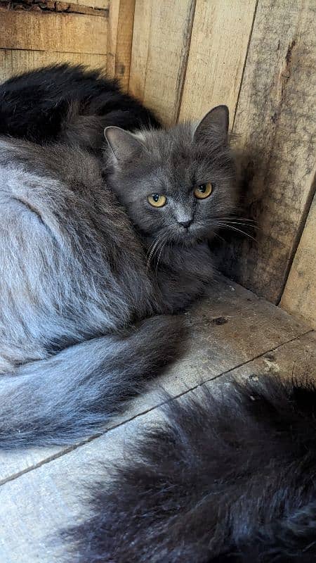 Persian Breed Triple coated For Sale 1