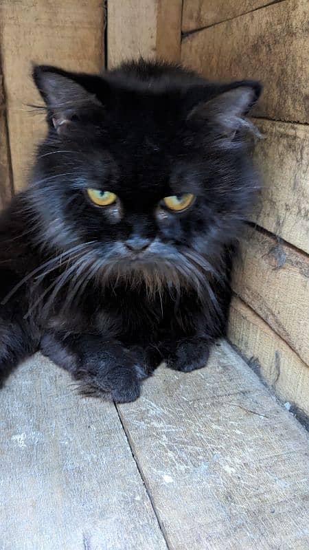 Persian Breed Triple coated For Sale 2