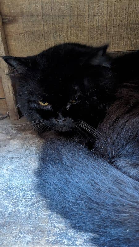Persian Breed Triple coated For Sale 3