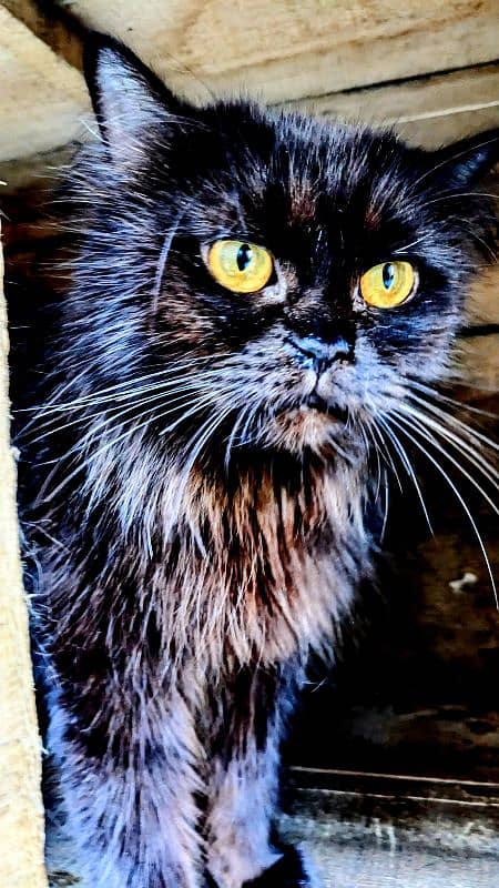 Persian Breed Triple coated For Sale 4