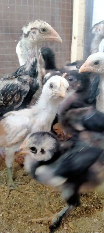 Assil & Bentum Chicks for sale 0