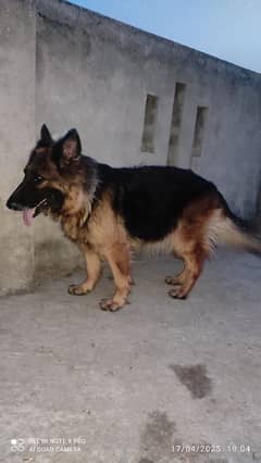 german shepherd