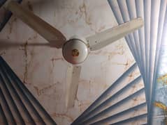 new fan