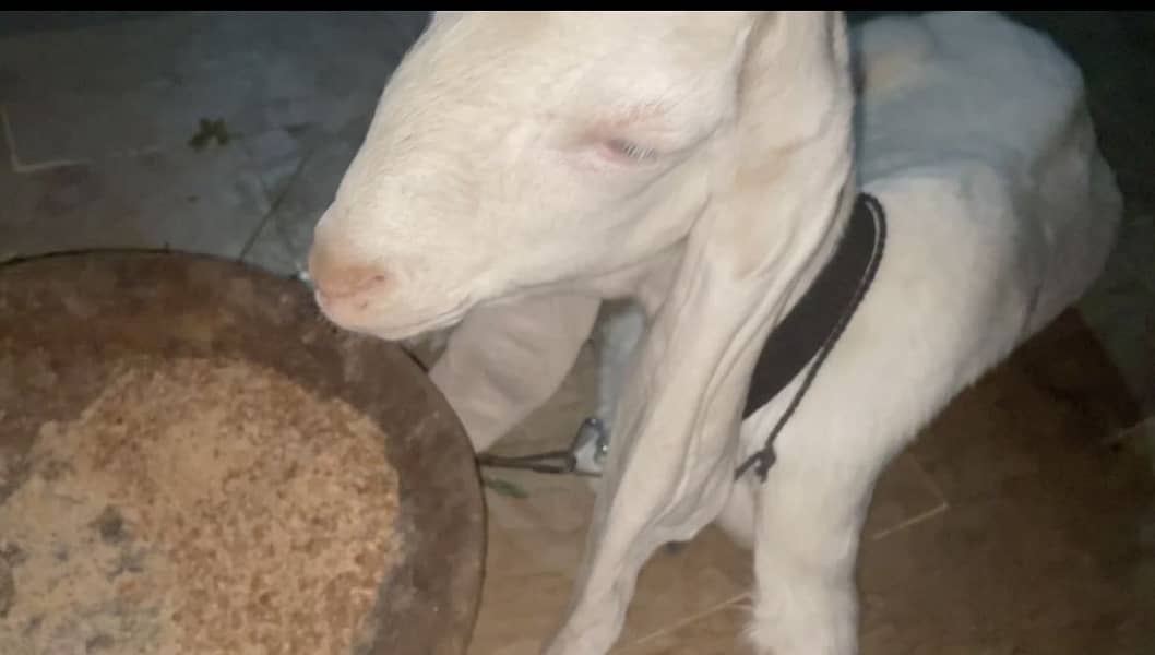 Gulabi Bakri 3