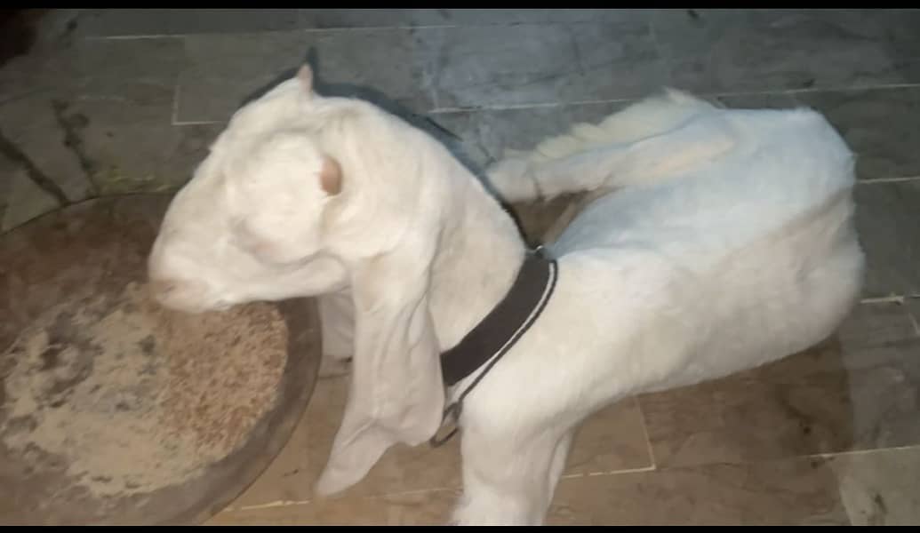 Gulabi Bakri 4