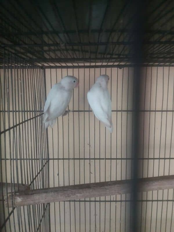 Lovebird full healthy active and breeder-Other birds in Description 0
