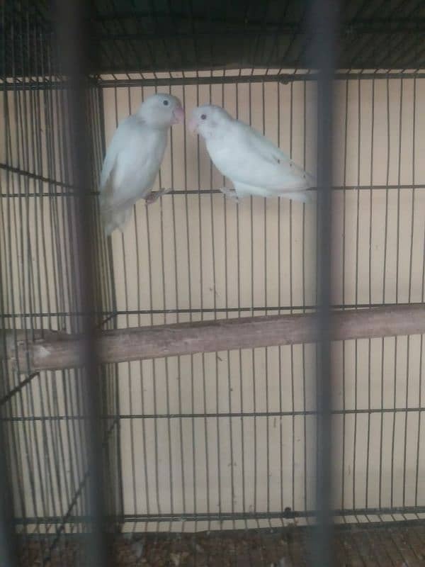 Lovebird full healthy active and breeder-Other birds in Description 1