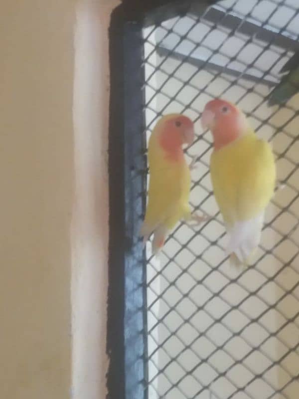 Lovebird full healthy active and breeder-Other birds in Description 2