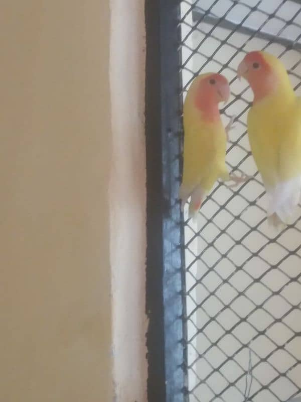 Lovebird full healthy active and breeder-Other birds in Description 3