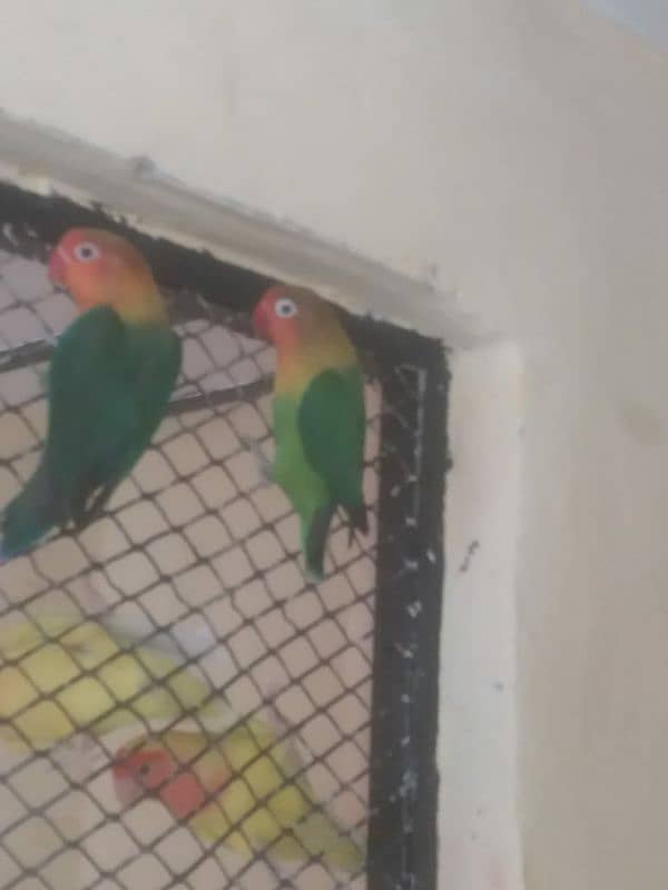 Lovebird full healthy active and breeder-Other birds in Description 4