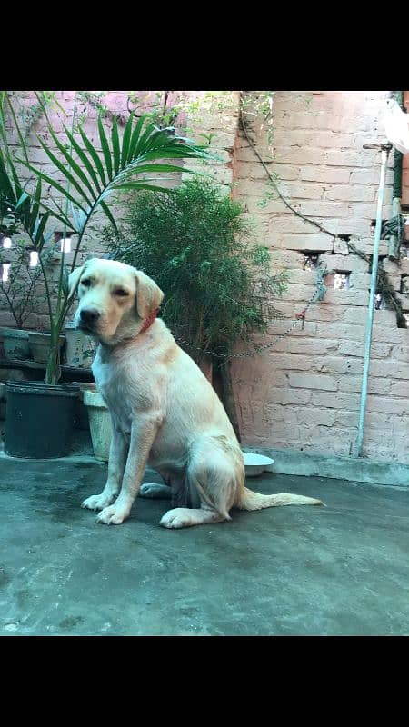 labra 0