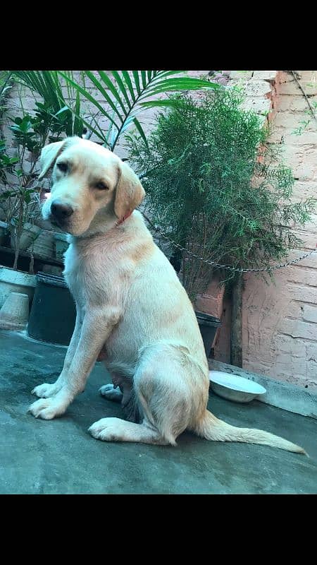 labra 1